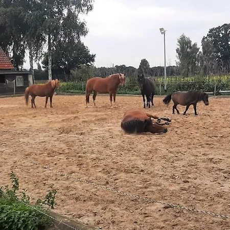 Urlaub Auf Wunderschoenem Resthof מלון *